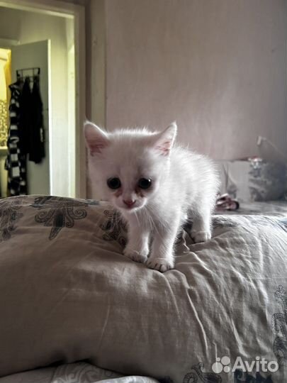 Котята