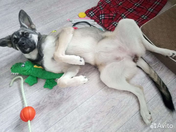 Передержка животных в домашних условиях