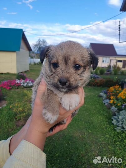 Щеночек девочка