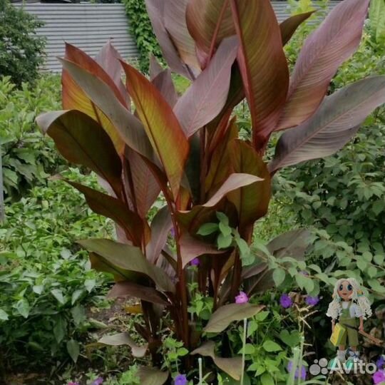 Канны краснолистные Цветы для сада