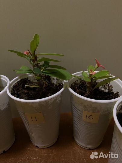 Молочай миля