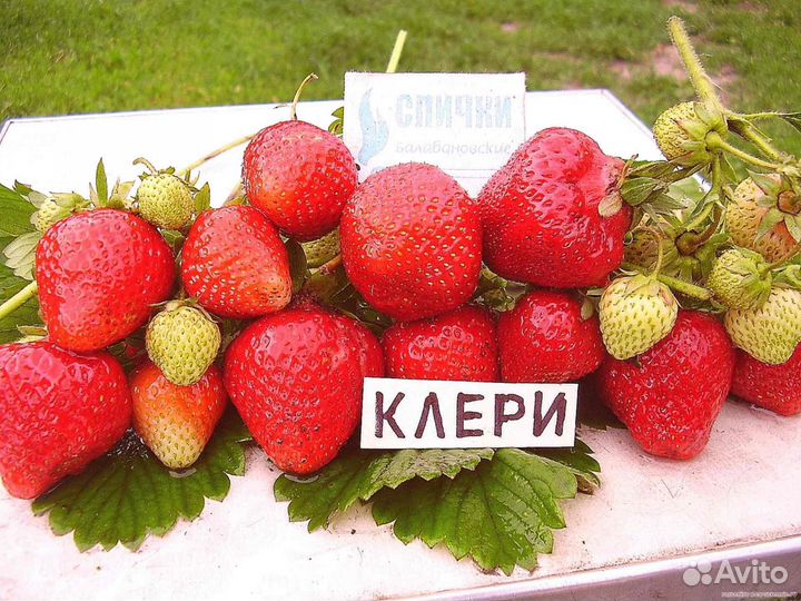 Саженцы клубники