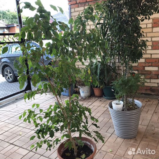 Фикус бенджамина