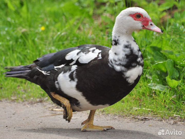 Семья индоуток