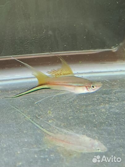 Аквариумные рыбки, растения,креветки, мох, корм