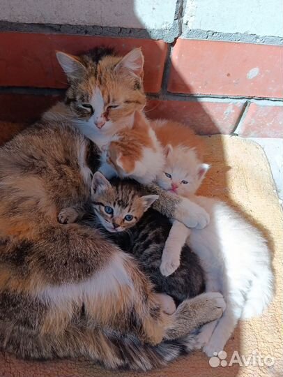 Котята в добрые руки