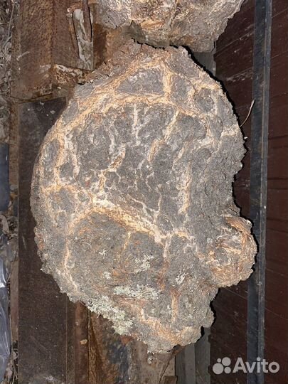 Сувель березовый