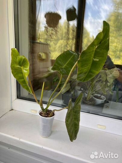 Филодендроны биллитау
