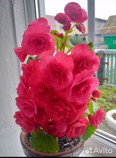 Бегония элатиор