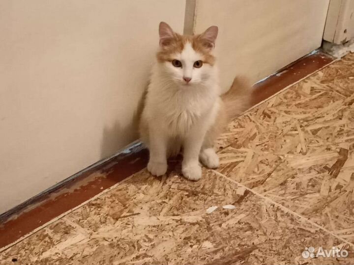 Котëнок в добрые руки