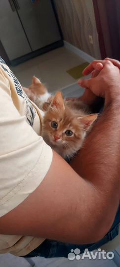 Кошечка в добрые руки