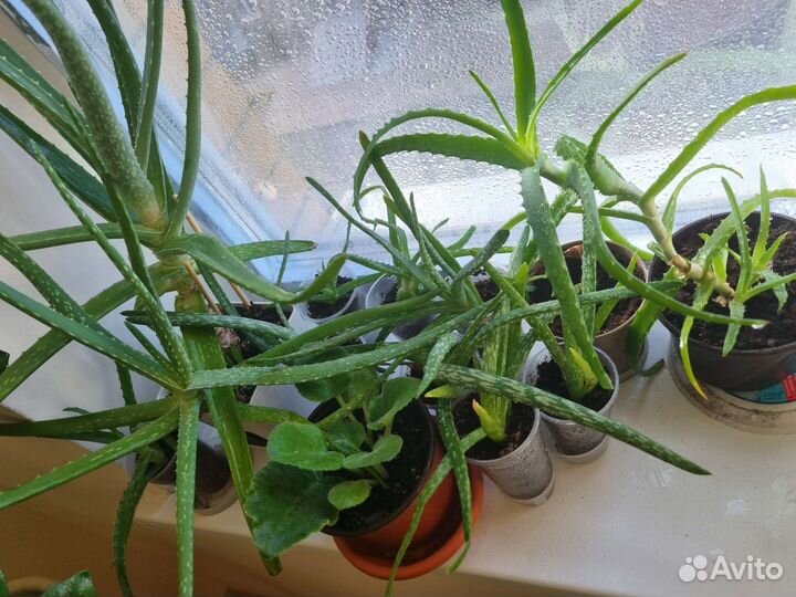 Алоэ вера и алоэ столетник