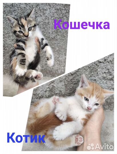 Котята в добрые руки