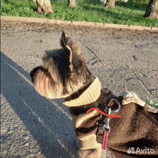 Ремни безопасности для а/м, шлейка для собак