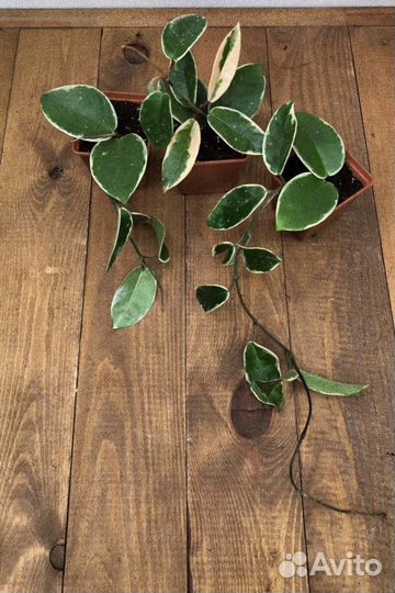 Хойя карноза кримсон квин