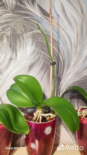 Орхидея фаленопсис