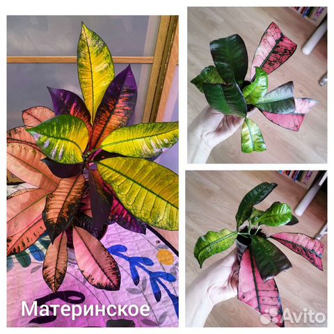 Кодиеум (кротон)