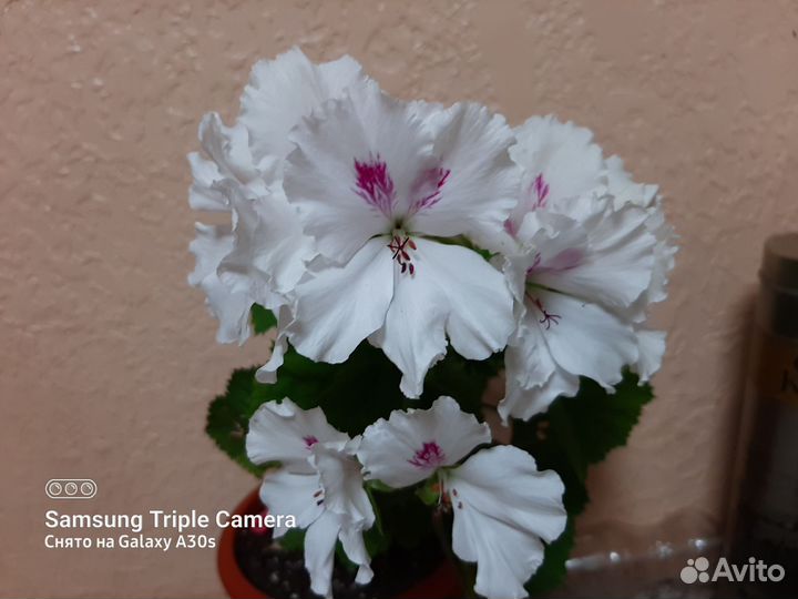 Пеларгония герань сортовая