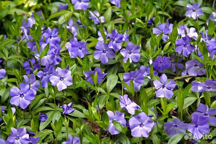 Садовые растения и цветы