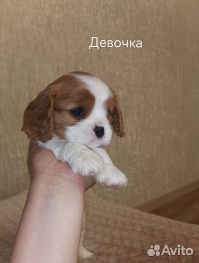 Кавалер Кинг Чарльз спаниель щенки