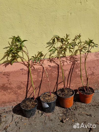 Пионы саженцы