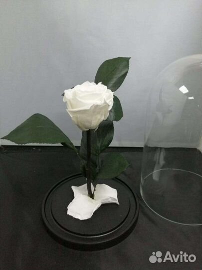 Роза в колбе