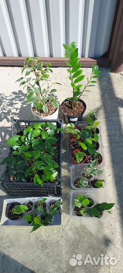 Фикусы, эпипремнумы, монстера