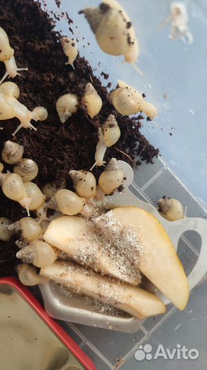 Улитки ахатины