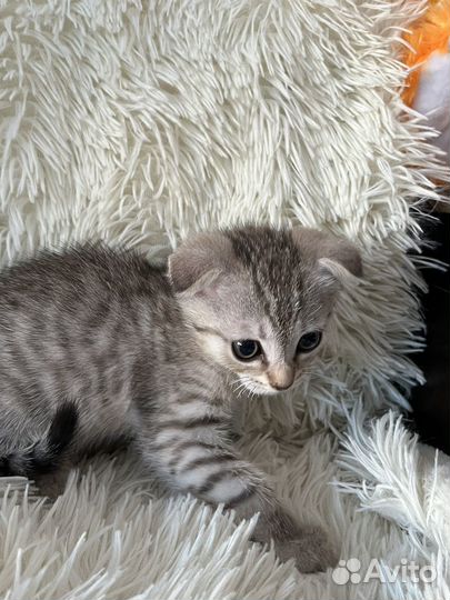 Котята в добрые руки бесплатно