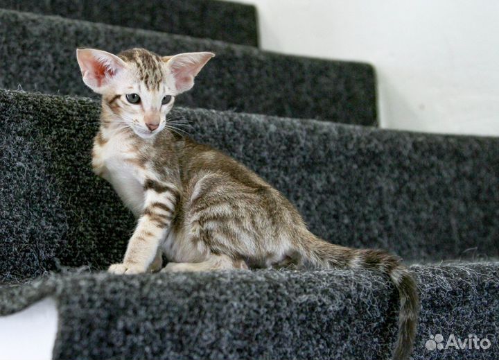 Ориентальная кошка супер окрас в лююимцы