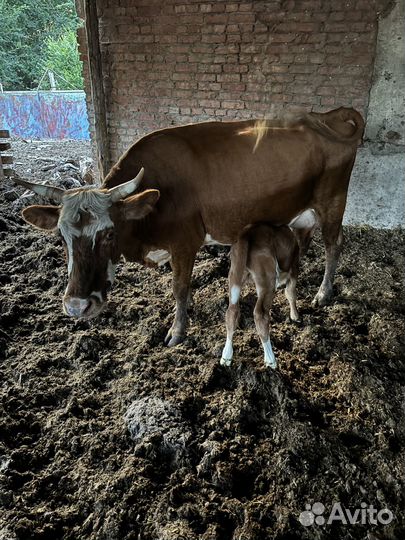 Коровы с бычками