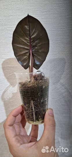 Алоказия принцесса юкатан