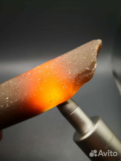 Набор волжских окаменелостей