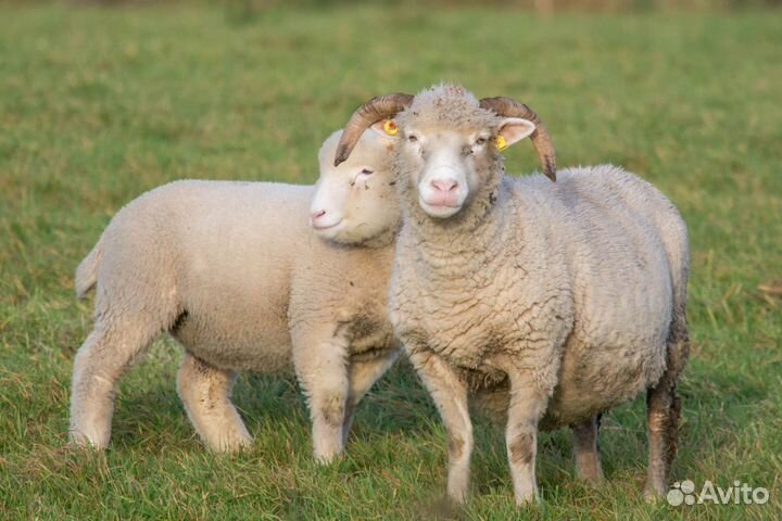 Овцы бараны