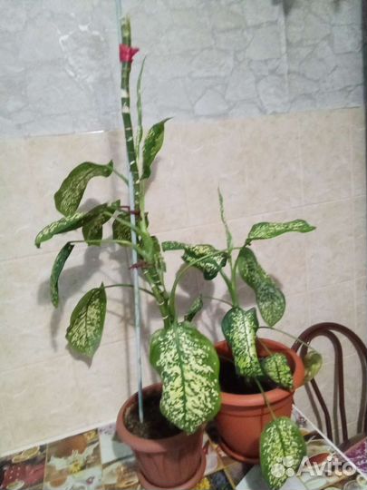 Диффенбахия