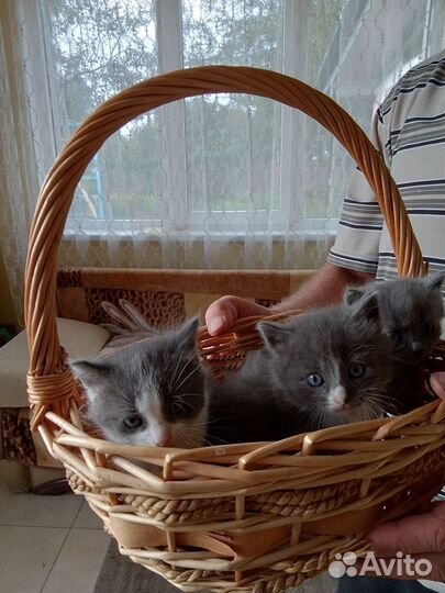 Котята в добрые руки