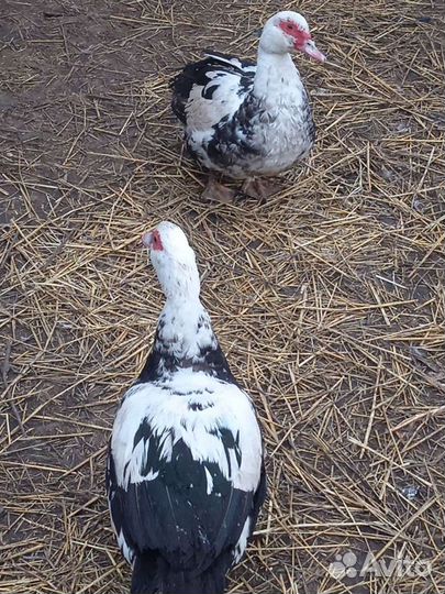 Индоутки. Селезни