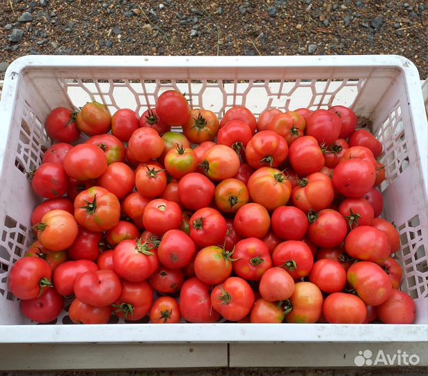 Помидоры свежие открытого грунта