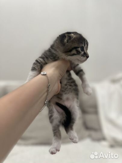 Вислоухий котенок в добрые руки