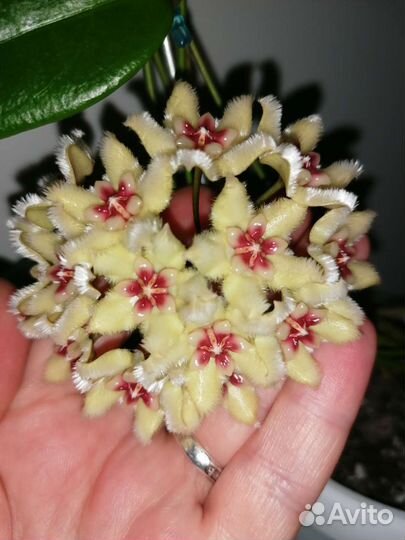 Хойя Буотти