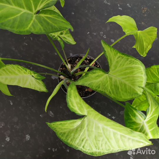 Сингониум ножколистный,комнатные растения