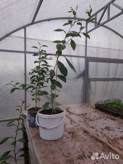 Мандариновое дерево. Саженцы
