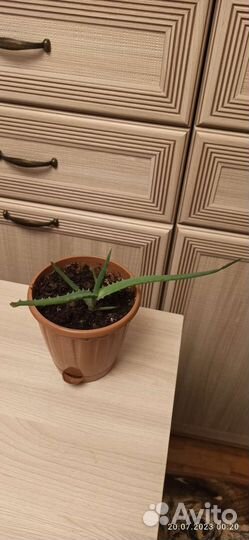 Комнатные цветы алоэ