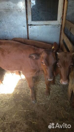 Бычки 3-5 месячные