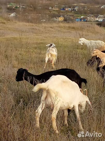 Козы и овцы