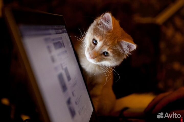 Создание любых сайтов. Опыт 18 лет