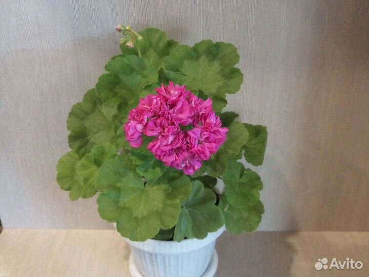 Пеларгония герань