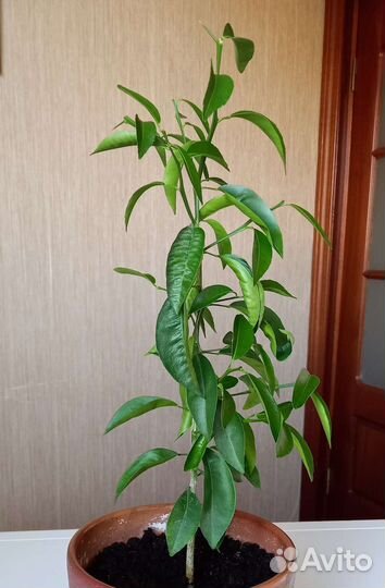 Мандариновое дерево