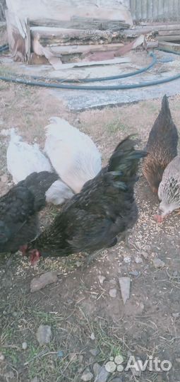 Петухи породные