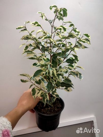 Фикус Бенджамина